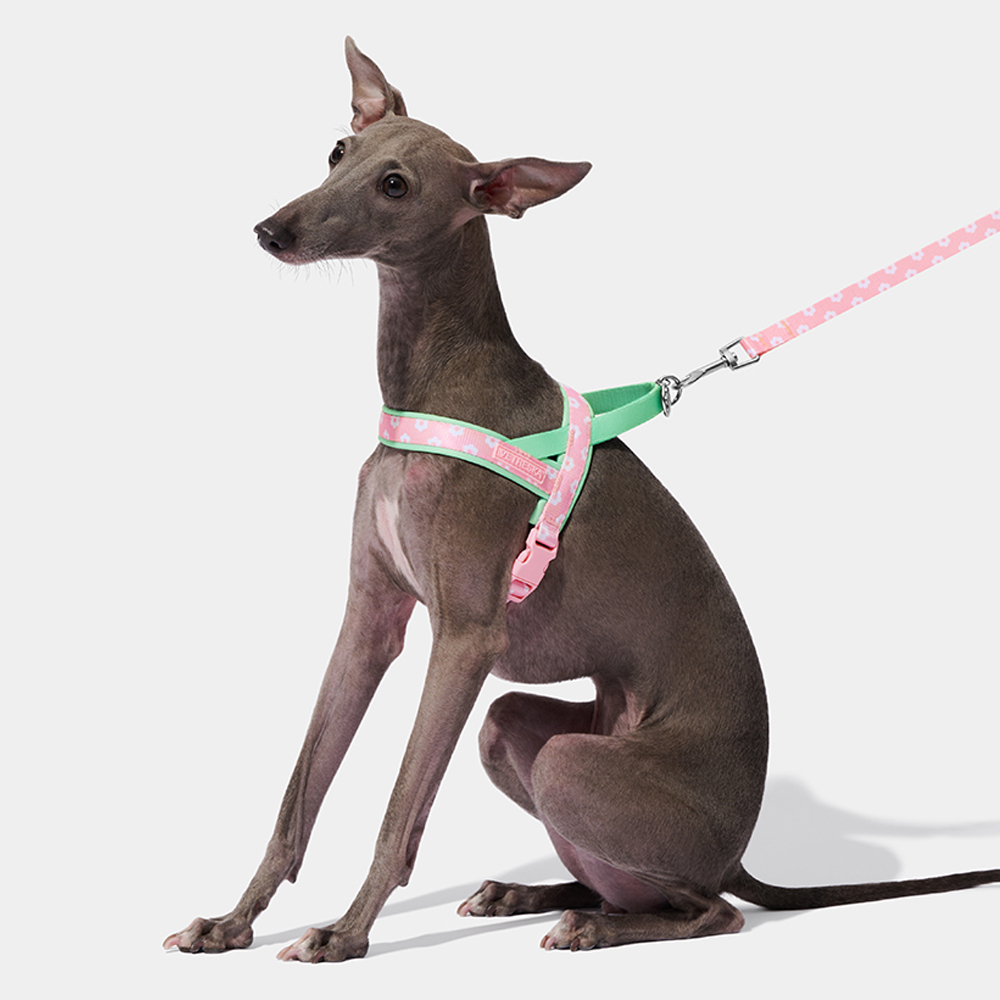 高級ペット用チェストストラップ牽引ロープセット、イタリアング - Headcollar Rope Set のレビューと価格